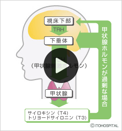 下垂体の役割